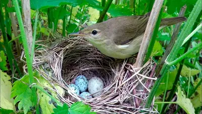 камышовка болотная « Fotoparus