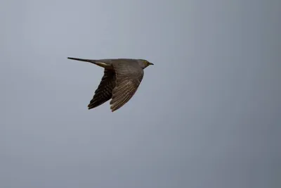 Кукушка (Cuculus canorus). Птицы Беларуси.