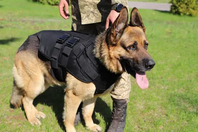 Стая полицейских собак бегут ко …» — создано в Шедевруме