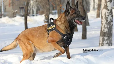 Служебные собаки помогают полиции раскрывать самые разные преступления –  спектр задач расширился в последние годы | Yle Novosti | Yle