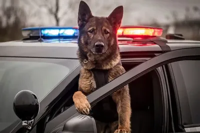 Полицейские собаки-ищейки теперь разыскивают деньги
