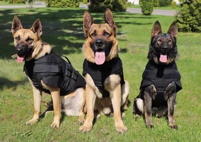 Полицейских собак картинки
