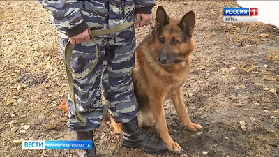 В Китае планируют клонировать полицейских собак для эффективного поиска  наркотиков