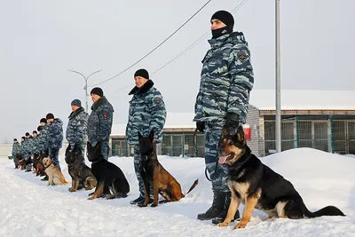 В Германии полицейских собак массово отстраняют от службы