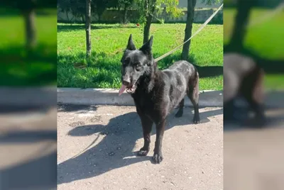 В Смоленске раздают полицейских собак - 