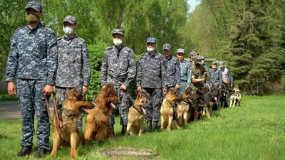 Полицейских собак натренируют искать наркотики, спрятанные в апельсинах |  Санкт-Петербург.Октагон.Медиа