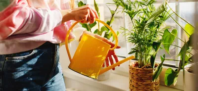 Как часто поливать цветы в горшке: правильный полив в домашних условиях