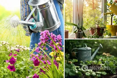 Когда нужно поливать растения летом – советы для садовых и комнатных цветов