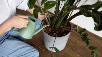 Автополив комнатных растений в отпуске: 10 простых способов