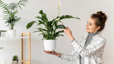 Какой водой поливать цветы: советы по уходу за комнатными растениями - |  Диалог.UA
