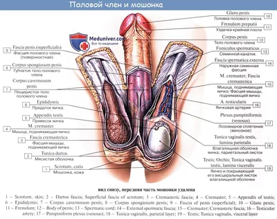 УЗДГ сосудов полового члена