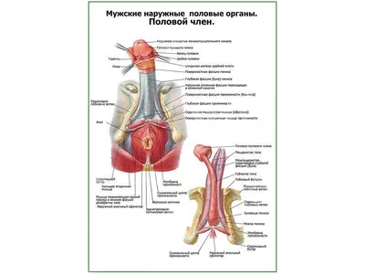 Анатомия: Половой член