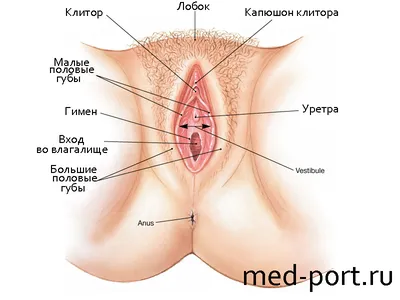 Эстетическая гинекология | Централ Клиник