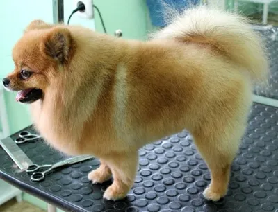 Померанский шпиц - маленькая собака с большой душой!» — создано в Шедевруме