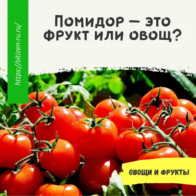 Семена томатов (помидор) Санька купить в Украине | Веснодар