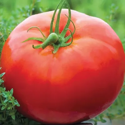 Помидор, томат крупный, Овощи декоративные, муляжи, 7,5 см, набор 3 штуки.  – купить в Казани | «С Нежностью»
