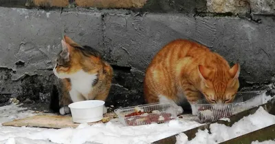 Помощь диким птицам и животным зимой. Алтайский краевой детский  экологический центр. АКДЭЦ v.2