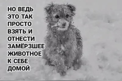 Как помочь бездомным животным пережить зиму? ❓ | ВКонтакте