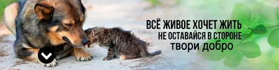 Боксы «Помощь животным» — теперь во ВкусВилле | Новости и статьи ВкусВилл:  Москва и область