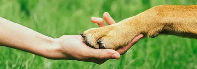 Благотворительная поддержка фонду "Помощь бездомным собакам"