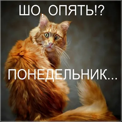 юмор про утро понедельника - Поиск в Google | Cute cats and dogs, Cute  cats, Funny animals