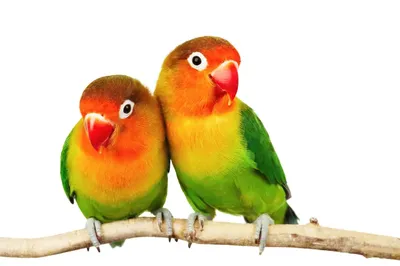 Попугаи неразлучники: описание, виды, содержание и уход, цены, фото