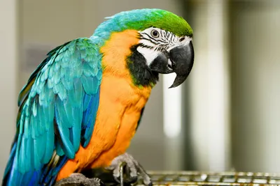 Ученые узнали о причинах долголетия попугаев — Naked Science