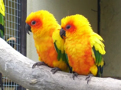 Купить Песок для попугаев и экзотических птиц Природа 1 кг PR241687, цена   грн —  (ID#579854854)