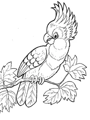 Раскраски Попугай для детей 3 4 лет (25 шт.) - скачать или распечатать  бесплатно #21616