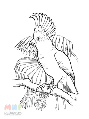 Раскраска № 3877 - Попугай скачай или рисуй на сайте 