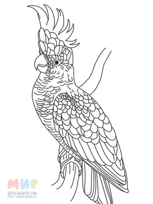 Злой попугай — раскраска для детей. Распечатать бесплатно.