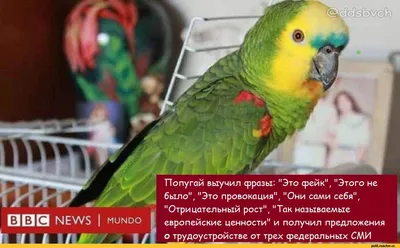 Попугайчик Карлуша / волнистый попугай / птица говорун / budgerigar –  заказать на Ярмарке Мастеров – C3TAXRU | Мягкие игрушки, Сочи