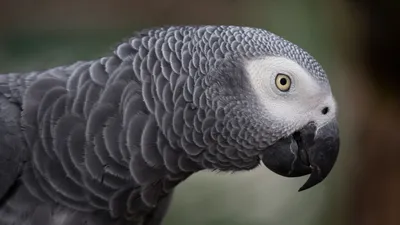 Попугай ара-собака в перьях. | Пикабу