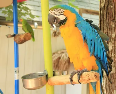 Попугай ара из разноцветных красок всплеск акварельного цветного рисунка  реалистично | Премиум векторы