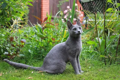 Основные характеристики породы 🐈 Русская голубая кошка