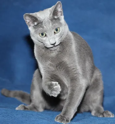 Русская голубая кошка: описание породы, характер, стандарт, особенности,  уход, здоровье