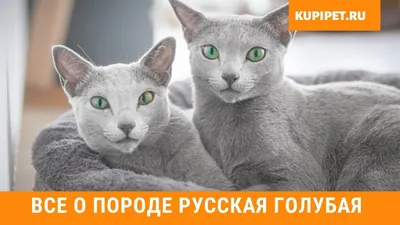 Русская голубая кошка: фото, о породе, характере, здоровье