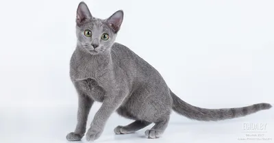 Русская голубая кошка — Википедия