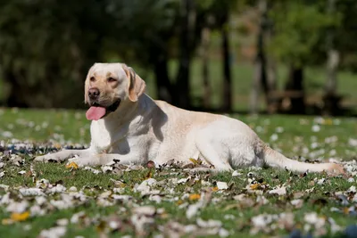 Стандарт породы Лабрадор | labrador