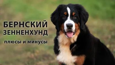 Швейцарская порода собаки Бернский зенненхунд (Berner Sennenhund.