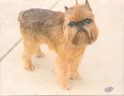 Брюссельский гриффон (Brussels Griffon) - это веселая, дружелюбная и  немного капризная порода собак. Фото, описание и отзывы.