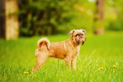 Брюссельский гриффон (Brussels Griffon) - это веселая, дружелюбная и  немного капризная порода собак. Фото, описание и отзывы.