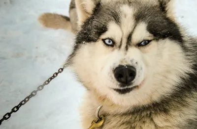 malamute in snow...please dont be this big little man!! | Alaskan dog,  Alaskan malamute, Malamute dog