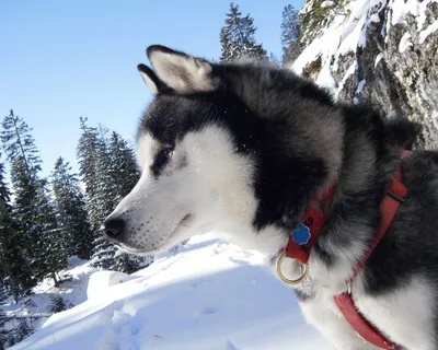 Аляскинский маламут (Alaskan Malamute) - описание породы, фото, отзывы  владельцев