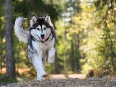 Аляскинский маламут (Alaskan Malamute) - описание породы, фото, отзывы  владельцев