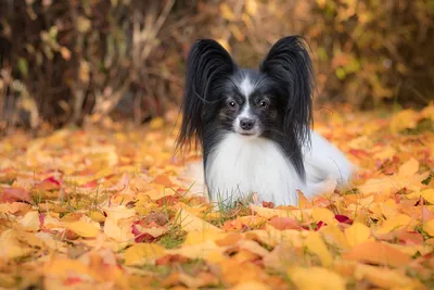 Папильон: описание породы, 🐕 характер, особенности собаки, фото,  содержание - ГульДог