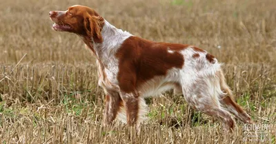 Французский эпаньоль (French spaniel) (Породы собак) пикардийский спаниель,  французский спаниель, французский спаниель фото, французский спаниель  купить, французский кокер спаниель, собака спаниель Энциклопедия о животных  