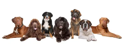 Большие породы собак – топ-15 крупных пород с фото – 