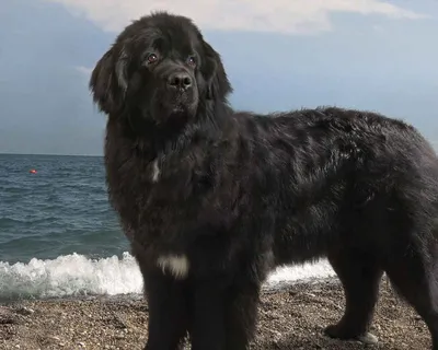 Ньюфаундленд или водолаз собака фото, описание породы, цена щенка, отзывы