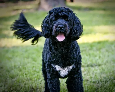 Португальская водяная собака (Portuguese Water Dog) - это умная, очень  смелая и преданная порода собак. Описание, отзывы и фото.